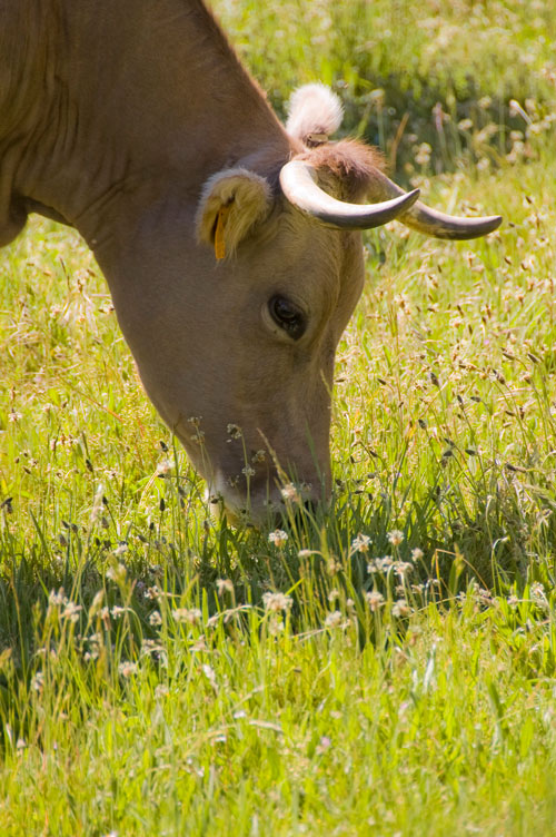 Carne-de-primera-calidad,vaca carniceria online